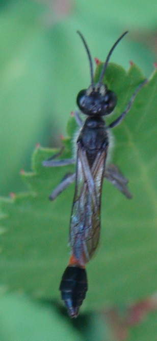 Ammophila sp. a riposo